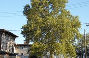 Sycamore by Funeral Home
